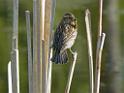 Female red-wing blackbird, Qualicum Beach